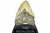 Fossil Megalodon Tooth - North Carolina #365008-2
